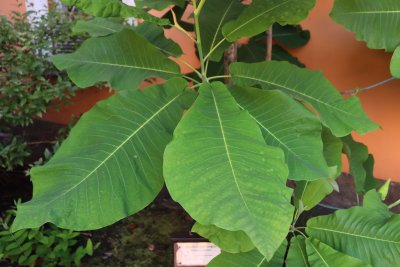 Magnolia macrophylla - šácholan velkolistý - listy